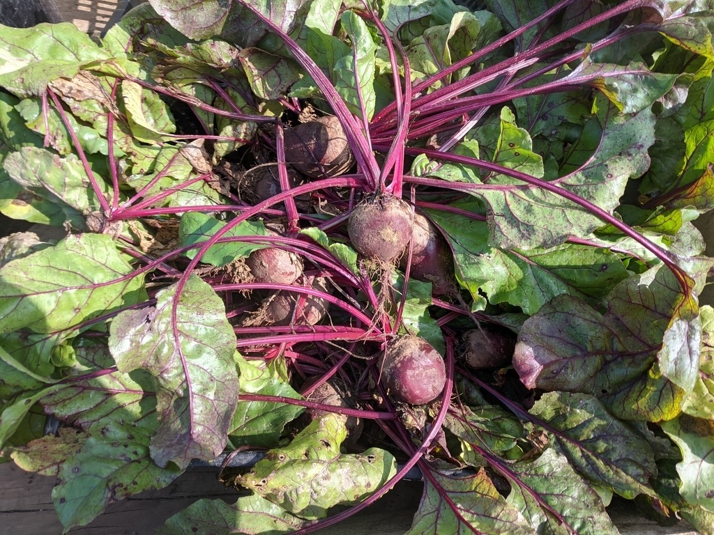 red beets