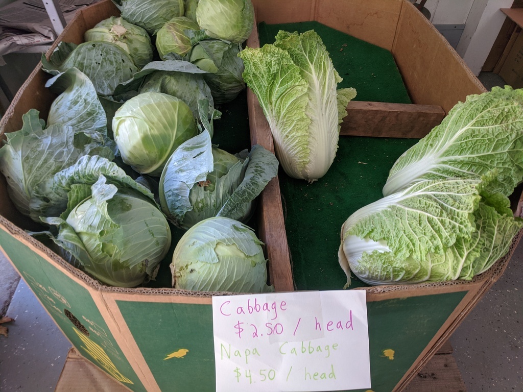 cabbage and napa cabbage