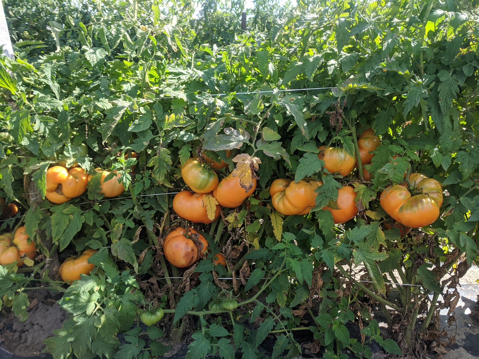 orange heirloom tomatoes