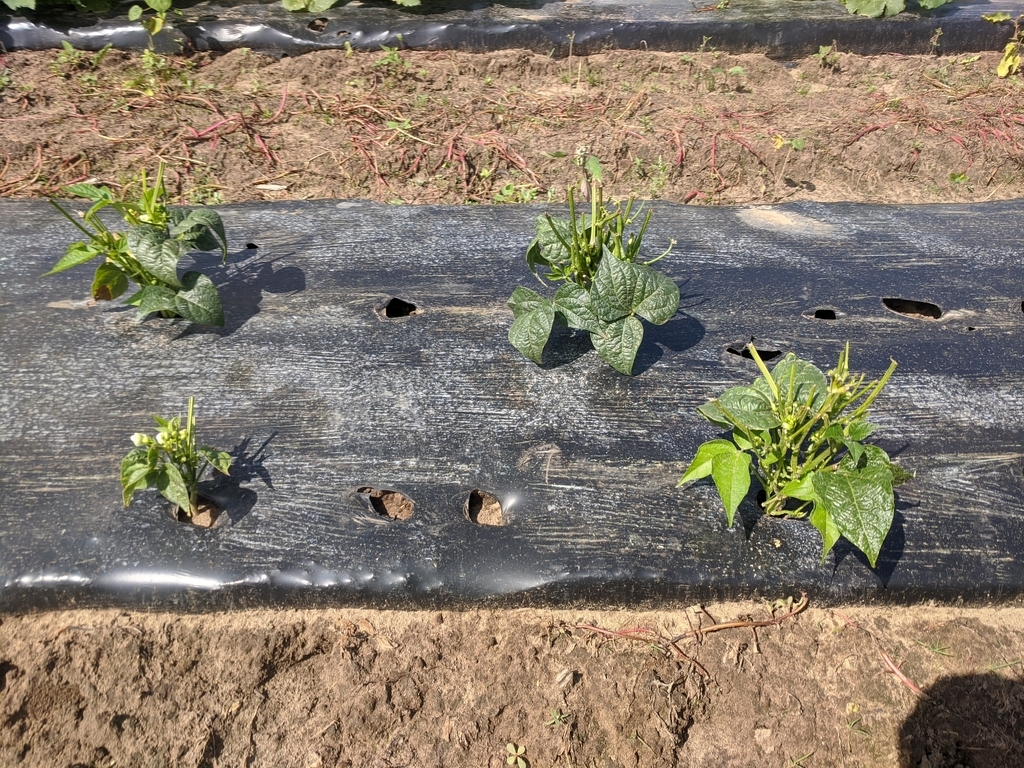 bean plants eaten by deer