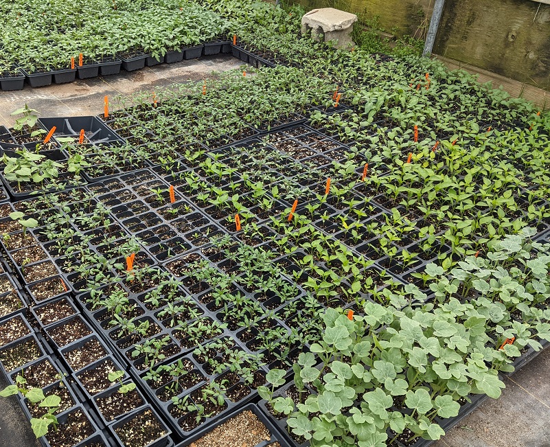 vegetable plants in our greenhouse