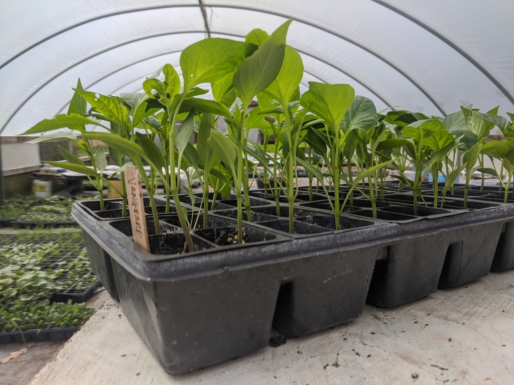 Green Pepper plants