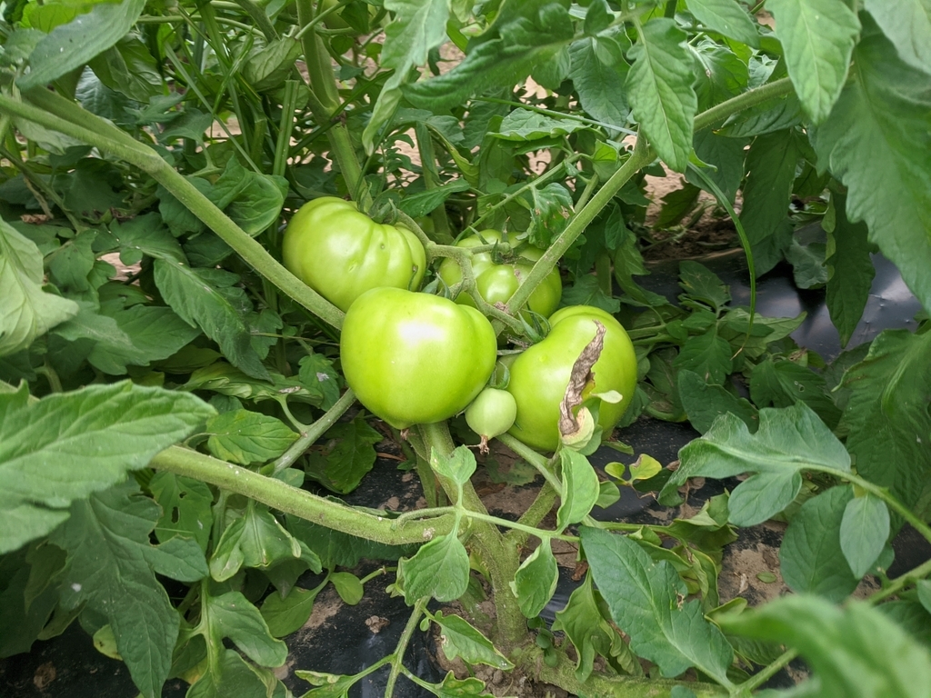 green tomatoes