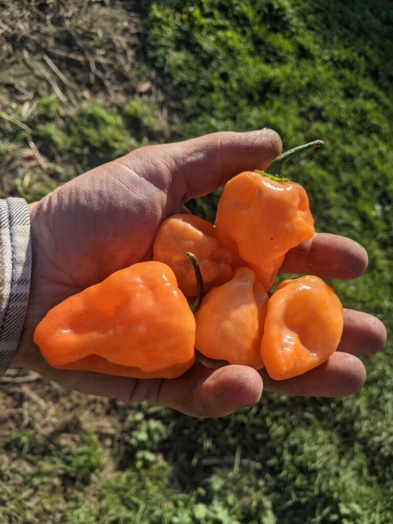 habanero peppers