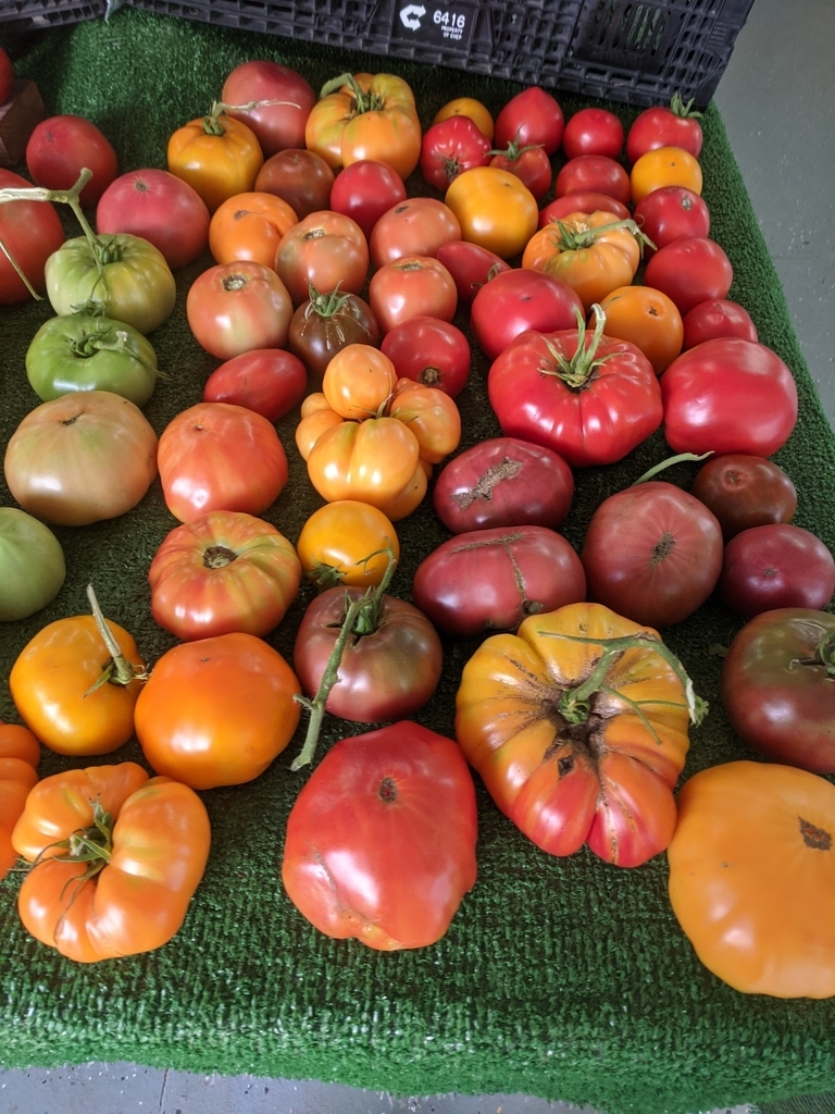 multi colored heirloom tomatoes