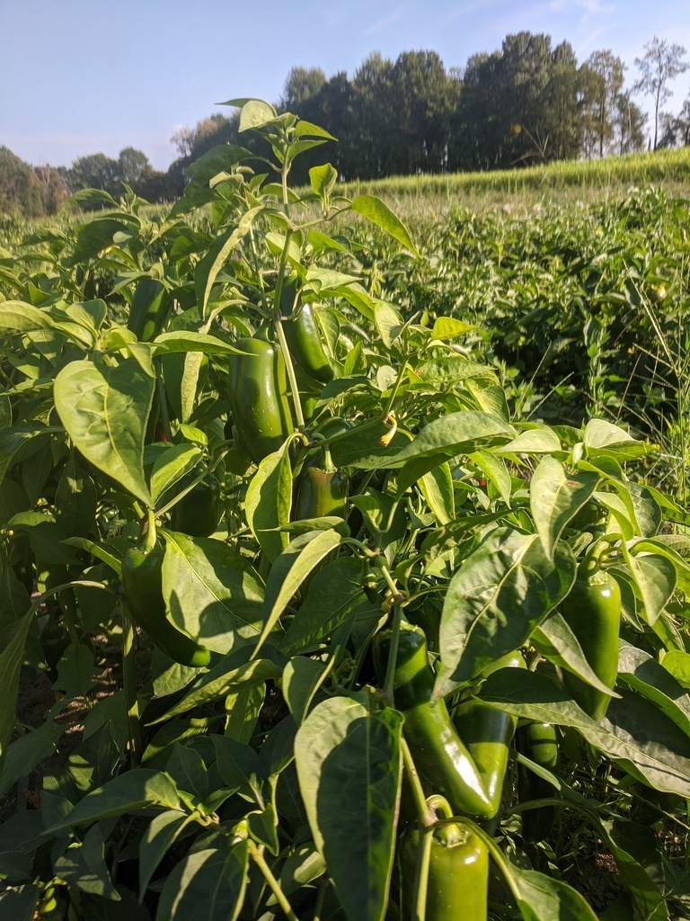 jalapeno pepper plants