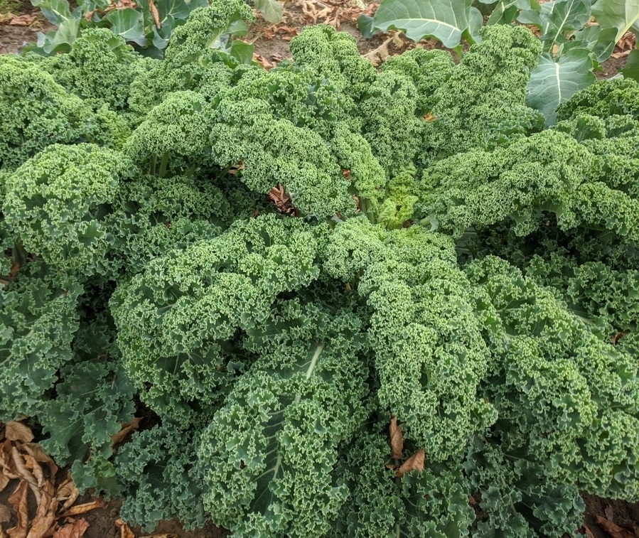 kale