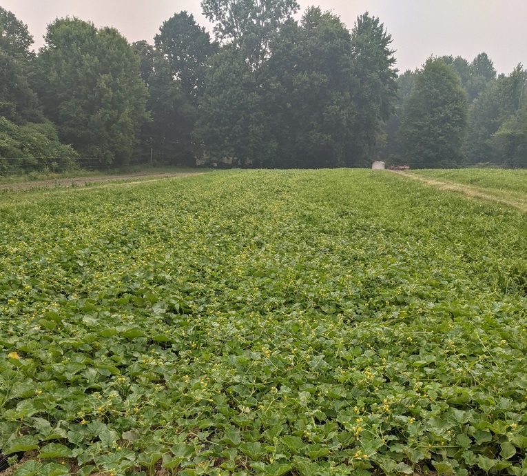 melon and watermelon vines