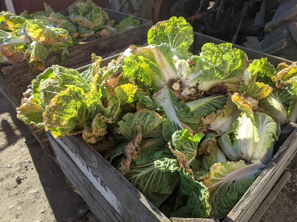 napa cabbage in wooden bins