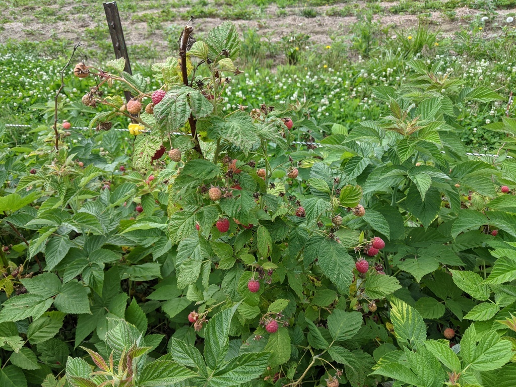 raspberry plants with berries on them