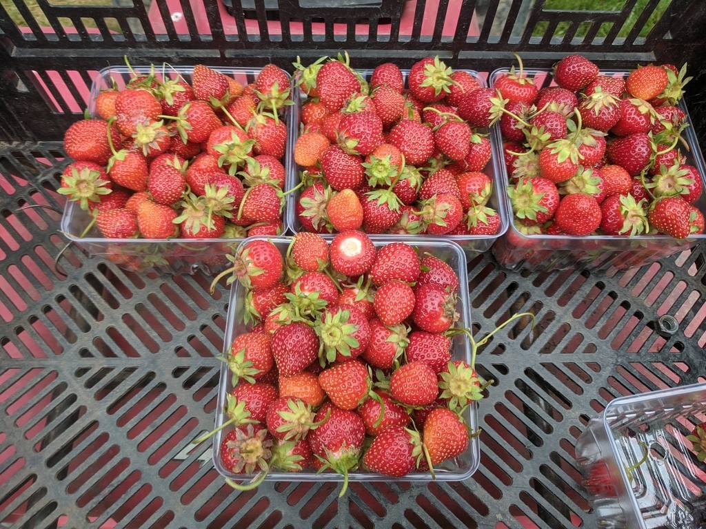 quarts of strawberries