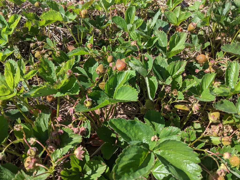 strawberry plants in our field