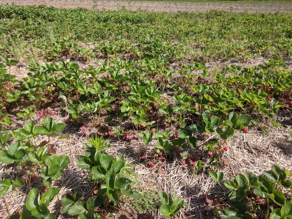 our strawberry patch