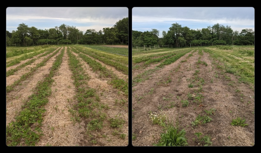 our strawberry patches