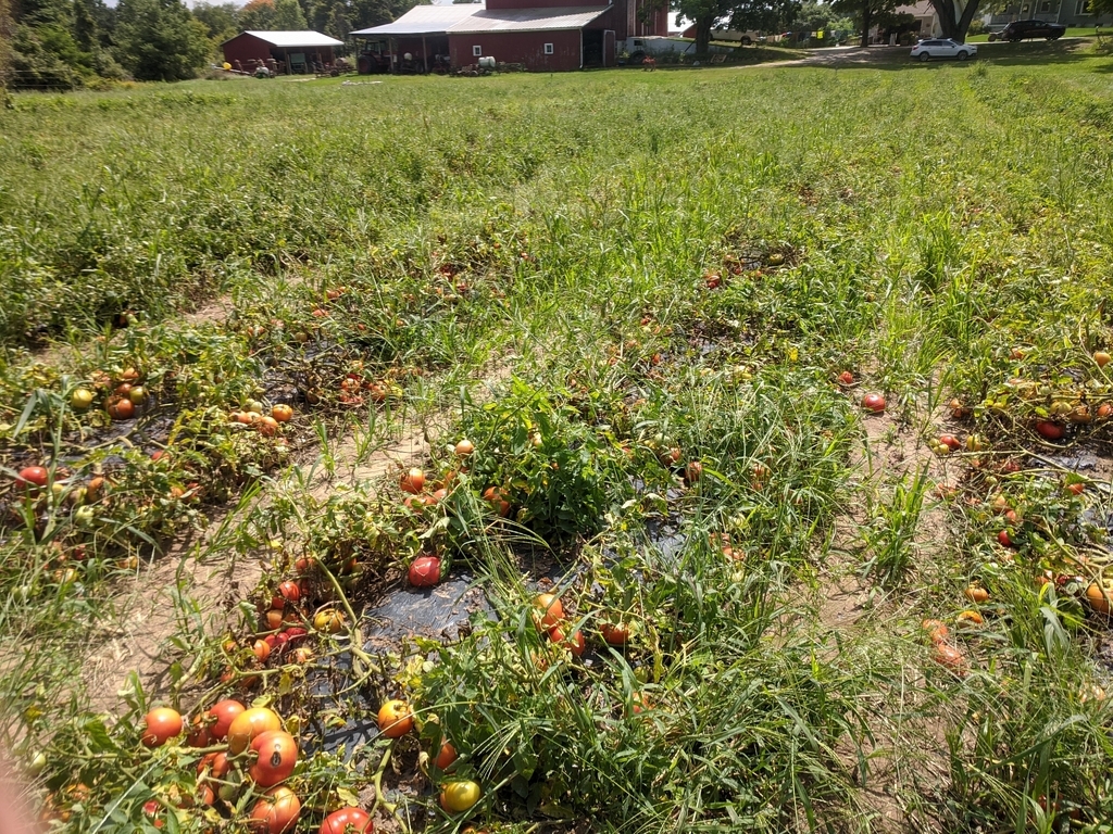 our tomato patch