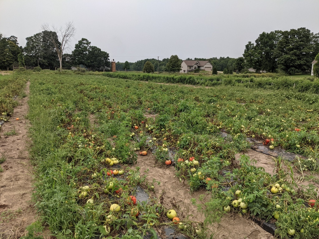 our tomato patch