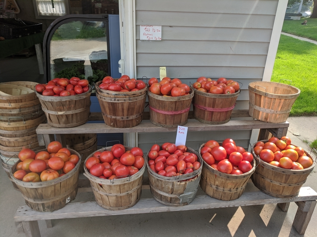 tomatoes in half bushel baskets