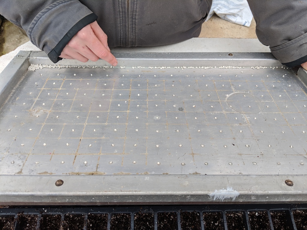 vacuum seeding tomatoes