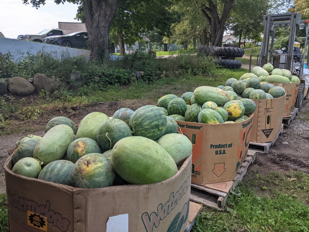 four bins of watermelons